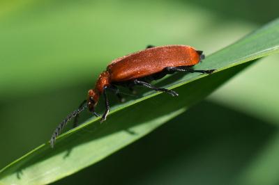 <i>Pyrochroa serraticornis</i>