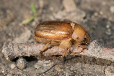 <i>Rhizotrogus</i>