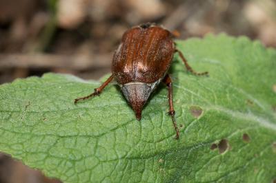 <i>Melolontha melolontha</i>