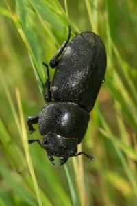 <i>Dorcus parallelipipedus</i>