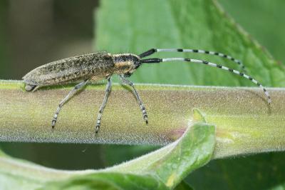 <i>Agapanthia villosoviridescens</i>