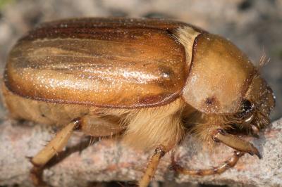 <i>Rhizotrogus</i>