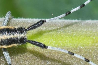 <i>Agapanthia villosoviridescens</i>