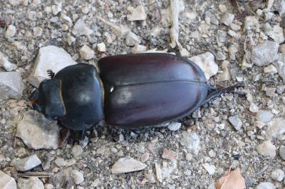 <i>Lucanus cervus</i>