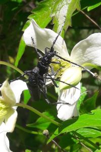 <i>Iberodorcadion arenarium</i>