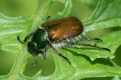 <i>Phyllopertha horticola</i>
