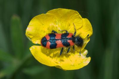 <i>Trichodes alvearius</i>