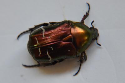 <i>Cetonia aurata</i>