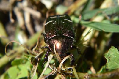 <i>Cetonia aurata</i>