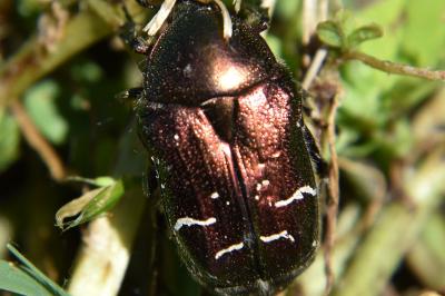 <i>Cetonia aurata</i>
