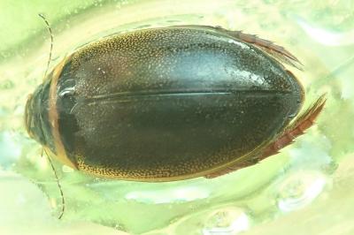 <i>Graphoderus cinereus</i>