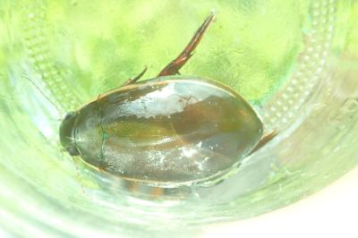 <i>Cybister lateralimarginalis</i>