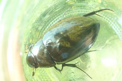 <i>Hydrophilus piceus</i>