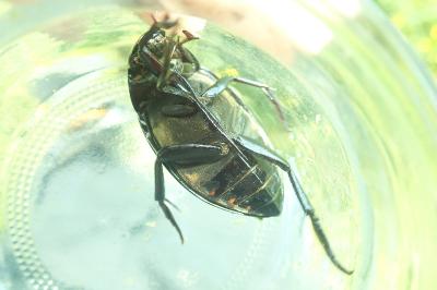<i>Hydrophilus piceus</i>