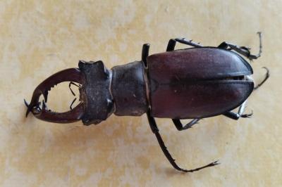 <i>Lucanus cervus cervus</i>