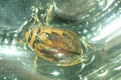 <i>Hygrobia hermanni</i>