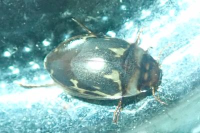 <i>Platambus maculatus</i>