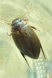 <i>Colymbetes fuscus</i>