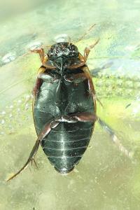 <i>Colymbetes fuscus</i>