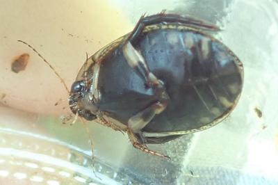 <i>Acilius sulcatus</i>