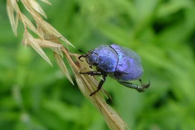 <i>Hoplia coerulea</i>