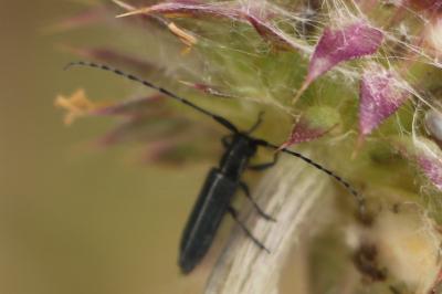 <i>Agapanthia</i>