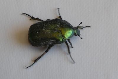 <i>Cetonia aurata</i>