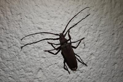 <i>Aegosoma scabricorne</i>