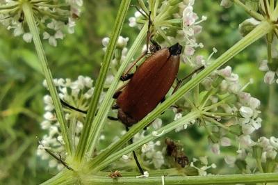 <i>Stictoleptura rubra</i>