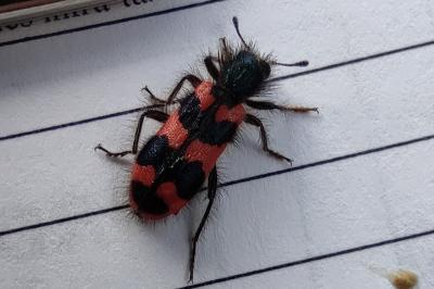 <i>Trichodes alvearius</i>