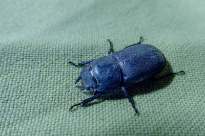 <i>Dorcus parallelipipedus</i>