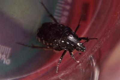 <i>Oxythyrea funesta</i>