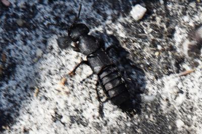 <i>Ocypus olens</i>