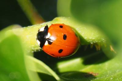<i>Coccinella septempunctata</i>