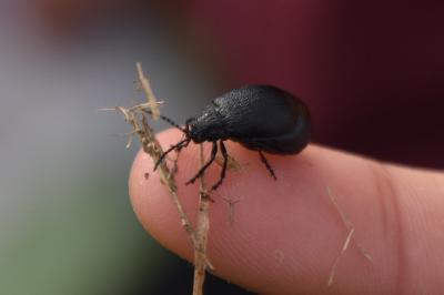 <i>Galeruca tanaceti</i>