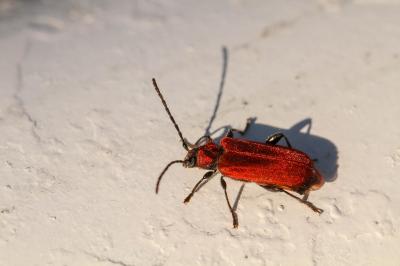 <i>Pyrrhidium sanguineum</i>