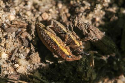 <i>Lixus ochraceus</i>