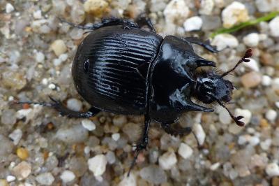 <i>Typhaeus typhoeus</i>