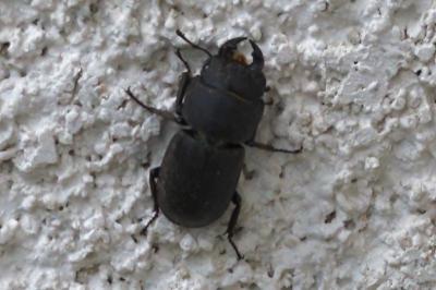 <i>Dorcus parallelipipedus</i>