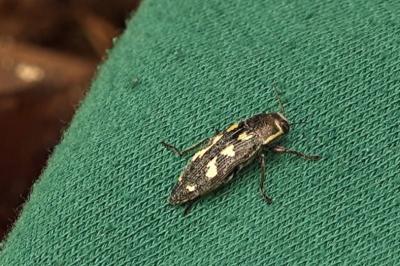 <i>Buprestis novemmaculata</i>