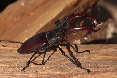 <i>Lucanus cervus</i>