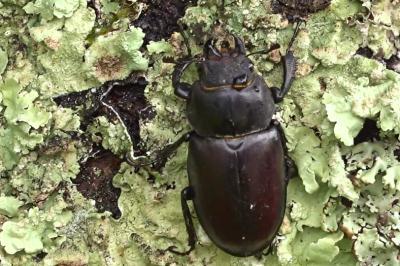 <i>Lucanus cervus</i>