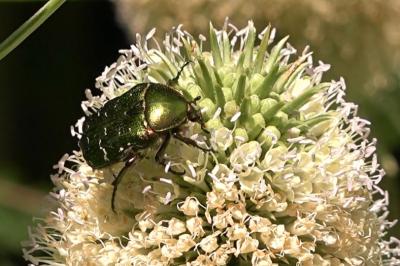 <i>Cetonia aurata</i>