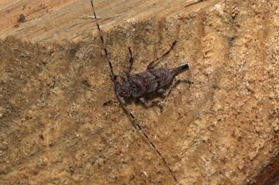 <i>Acanthocinus aedilis</i>