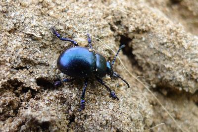 <i>Timarcha goettingensis</i>