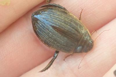 <i>Acilius sulcatus</i>