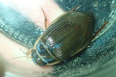 <i>Dytiscus marginalis</i>