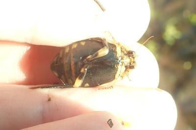 <i>Acilius sulcatus</i>