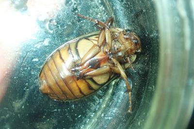 <i>Dytiscus marginalis</i>