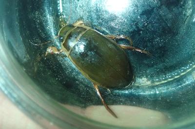 <i>Dytiscus marginalis</i>